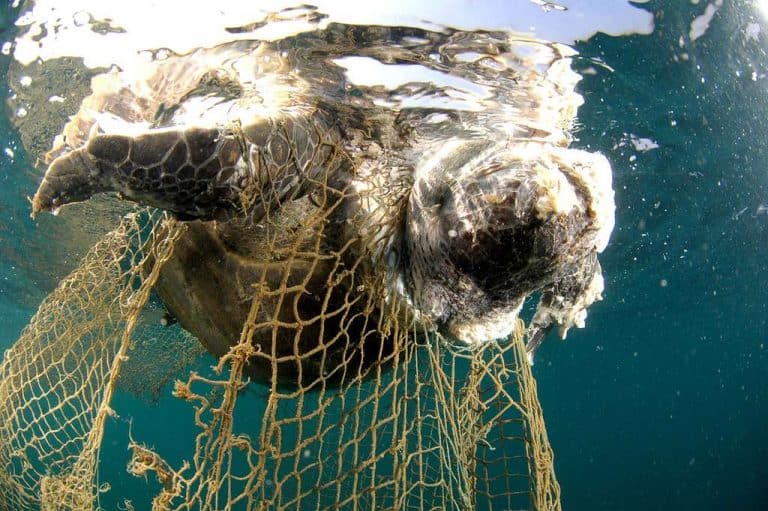 Environnement Oc An Esp Ces Marines Menac Es Par La Pollution